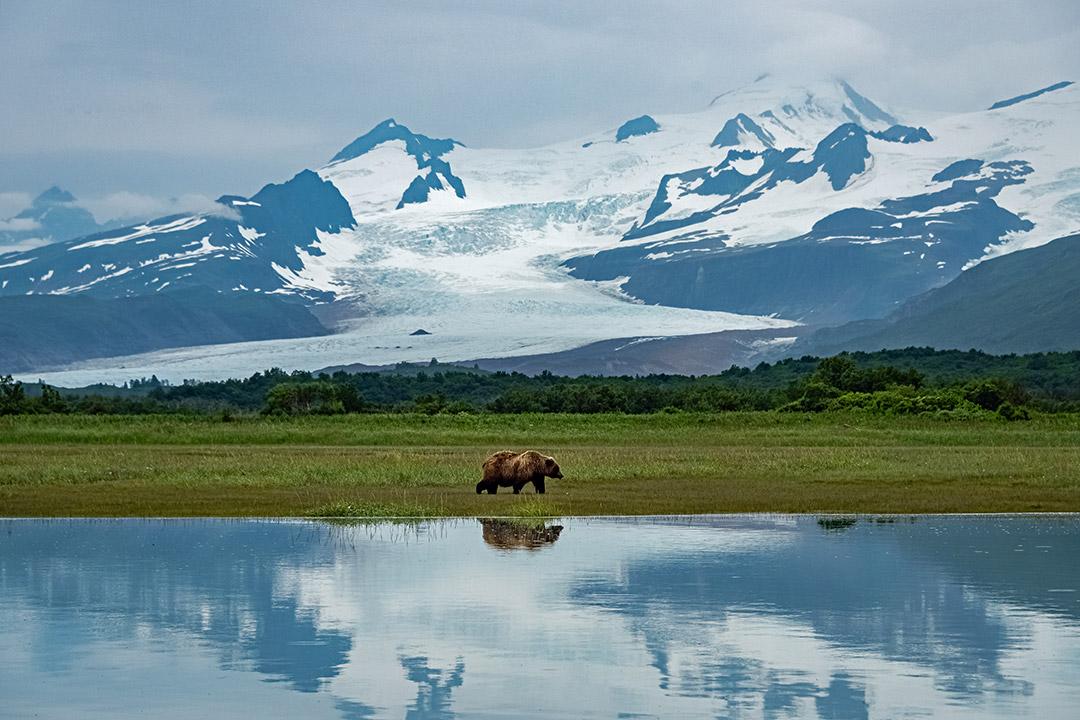 Mountains in Alaska and a kodiak bear